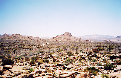 another view of 
joshua tree