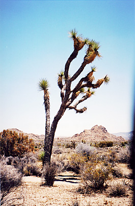 a joshua tree