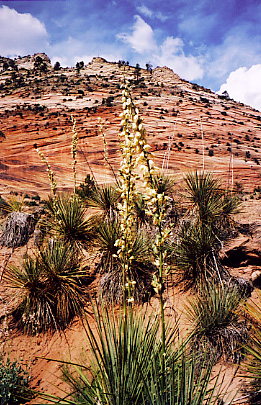 pretty rocks 
and plants, and it won't be the last of them either