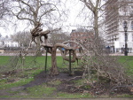 So that's where the Linfield Oak ended up...